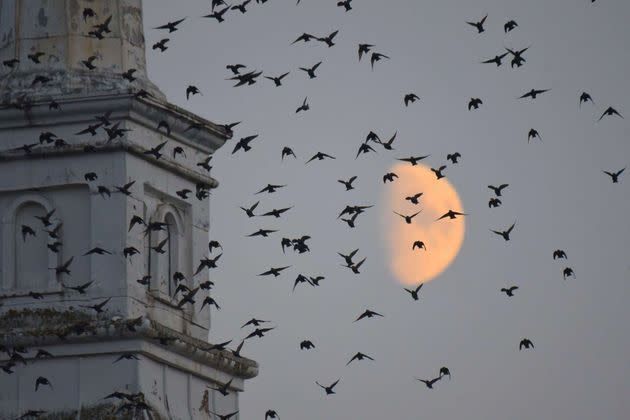 Une pluie d'oiseaux