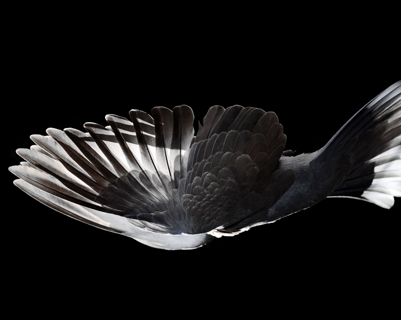 Une arche de beauté. Conférence d'Anne Simon (Museum national d'Histoire naturelle, Paris)