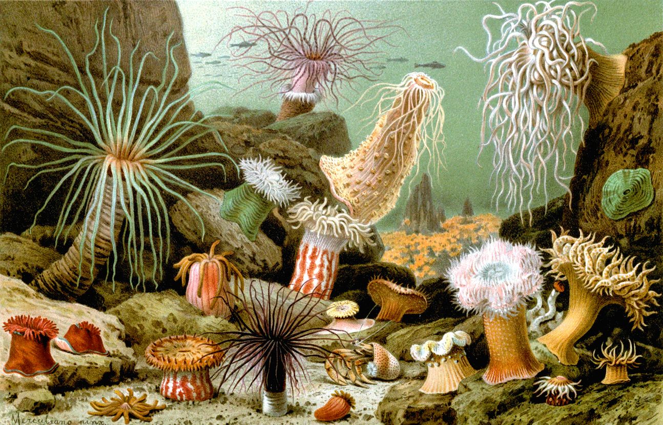 Formes de vie sous-marine au 19e siècle (arts, science, littérature) (Paris)