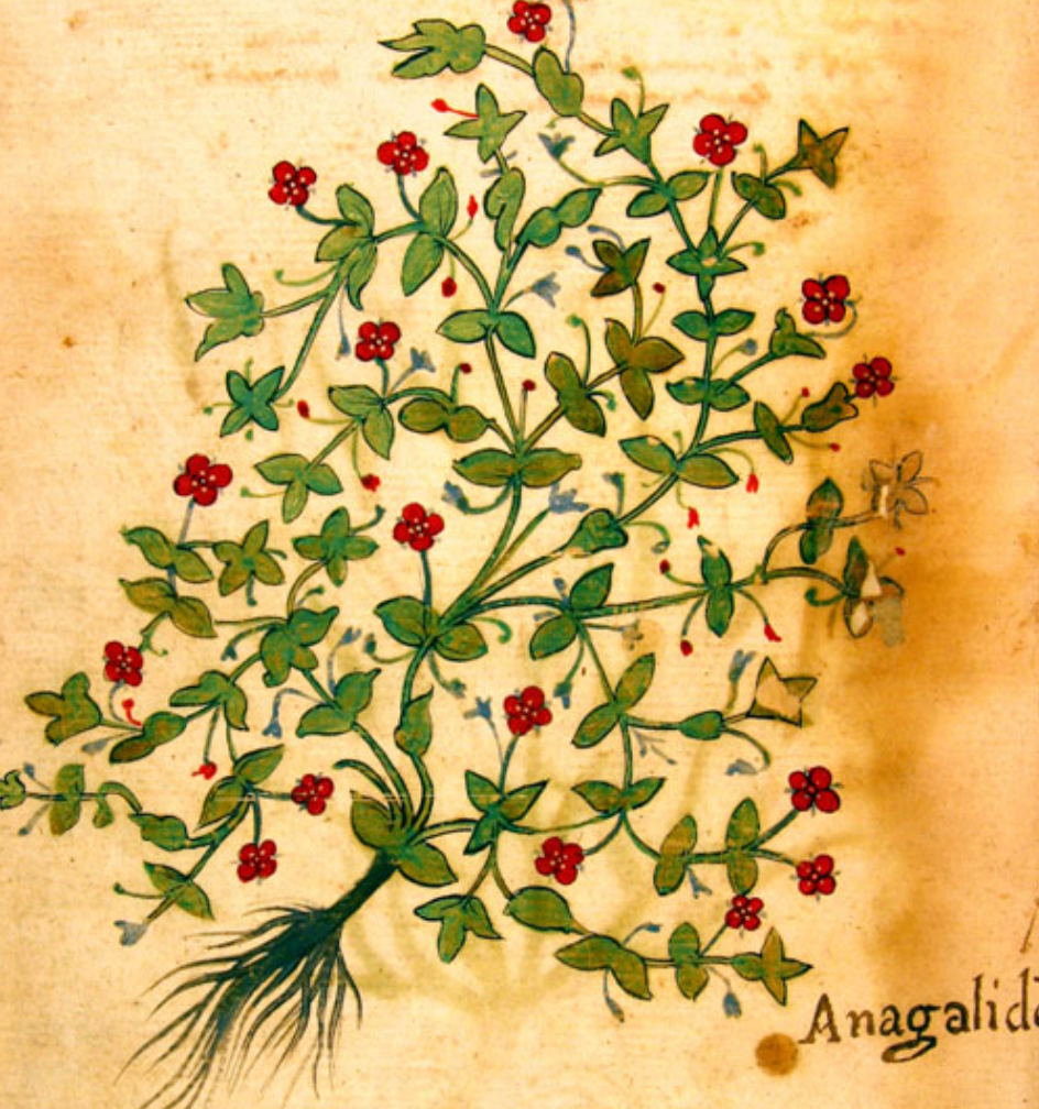 Studies on Ancient Plants. Multidisciplinary Approaches and New Perspectives (Bologne & en ligne)