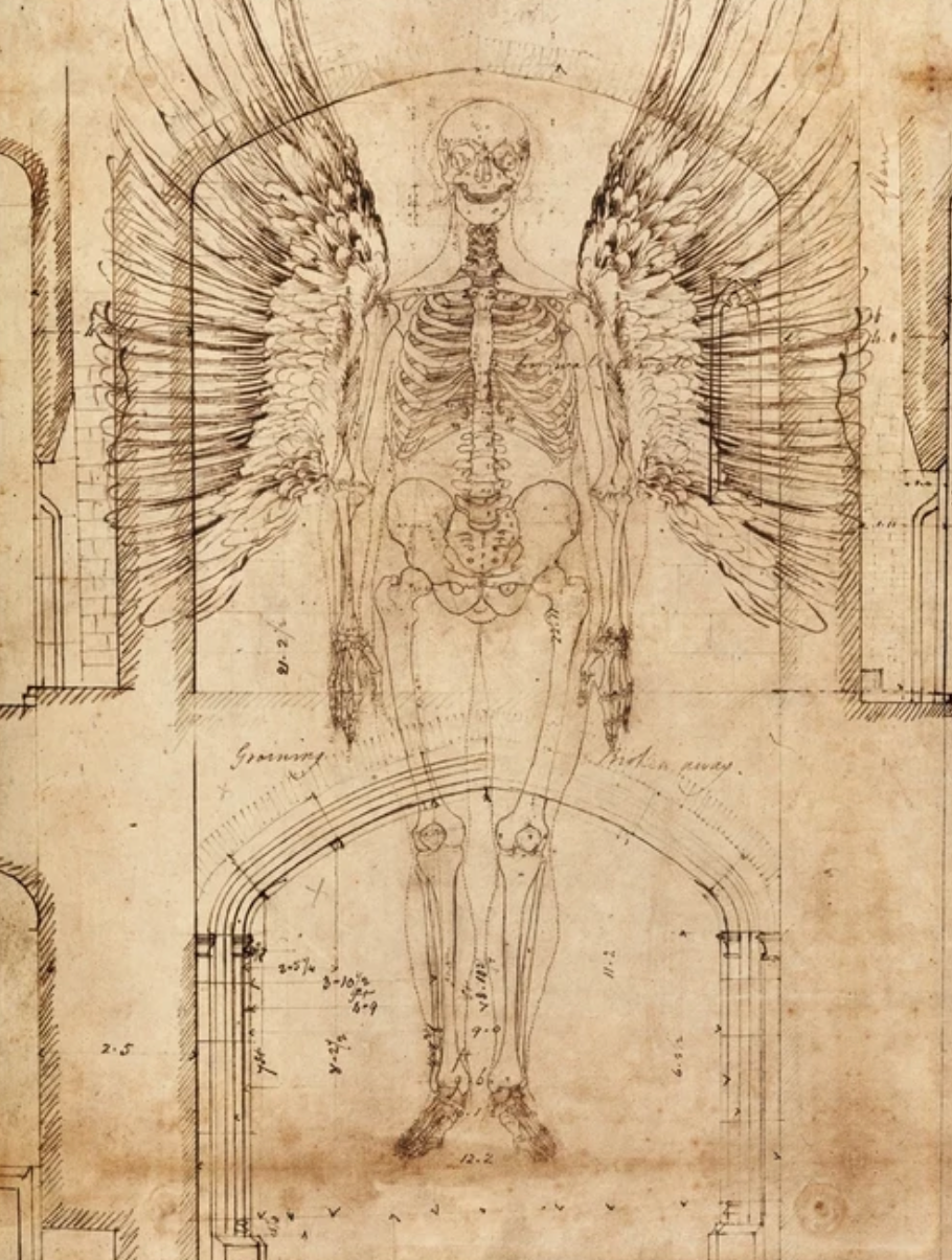 Anatomie des anges