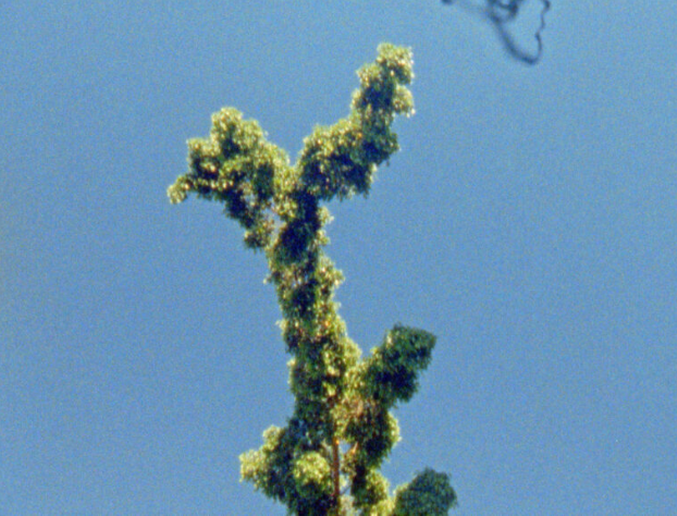 Un herbier des villes. Cinéma, photographie, arts visuels (Champ-sur-Marne)