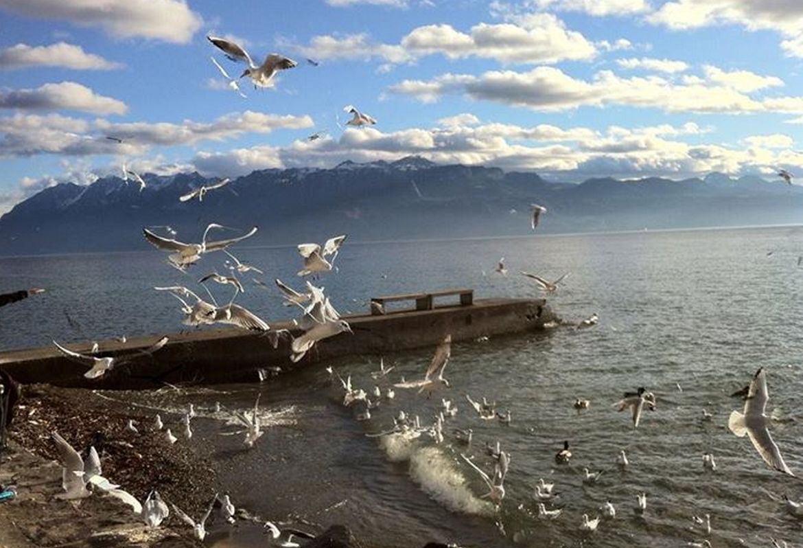Panoramage