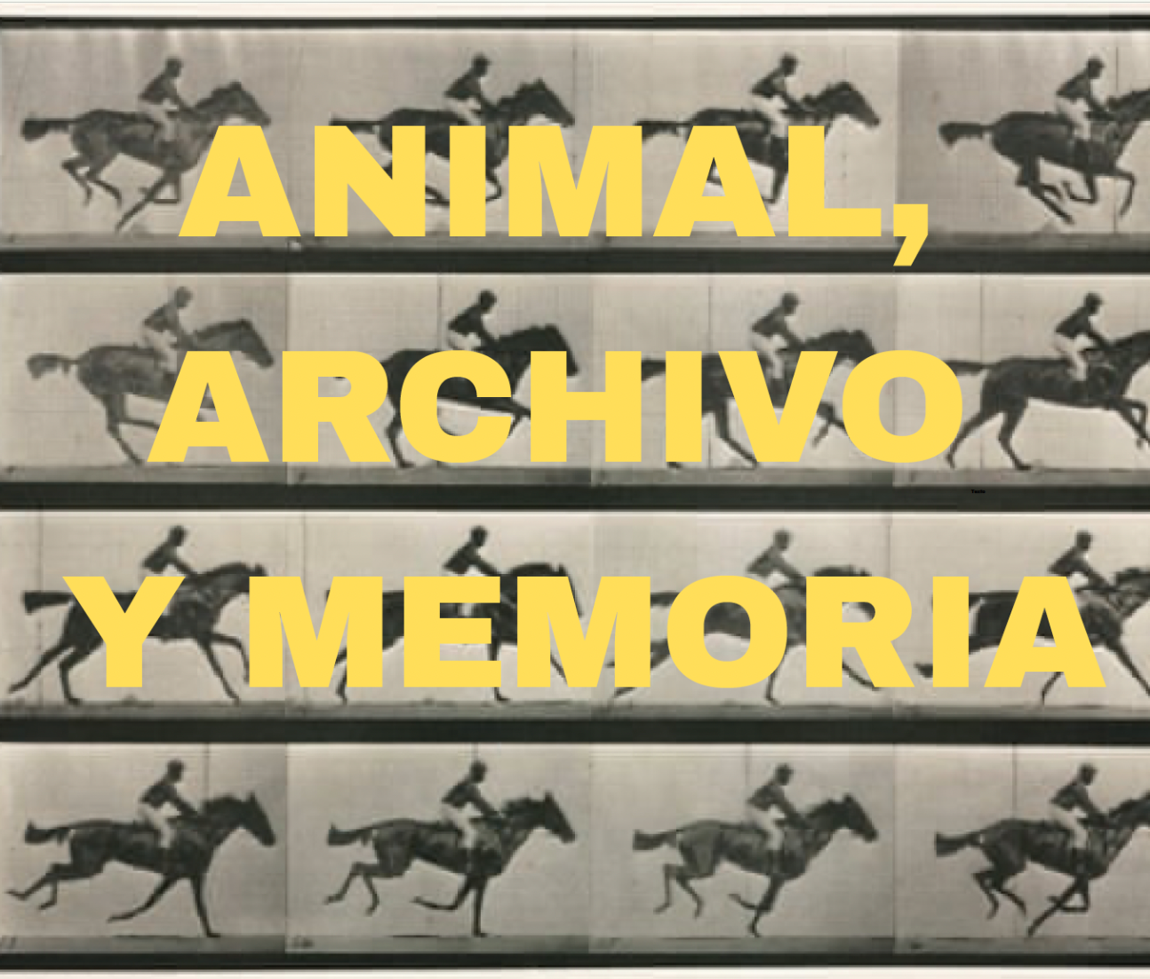 Animal, archivo y memoria (València)