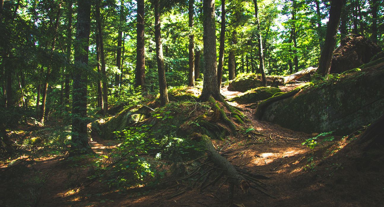 Forêt et liminalité. Poétique et politique de la forêt en littérature et à l’écran (festival Transversales, Université Rennes 2)
