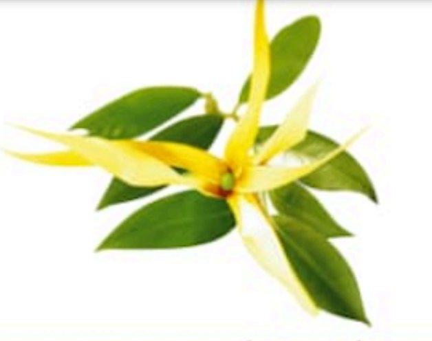 Webinaire LiLang 2025-2026