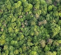 Forêts liminales. Re-présenter la forêt à travers genres et médias (séminaire en ligne)