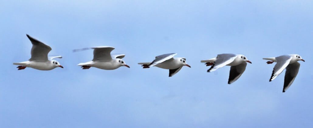 Le langage des vivants