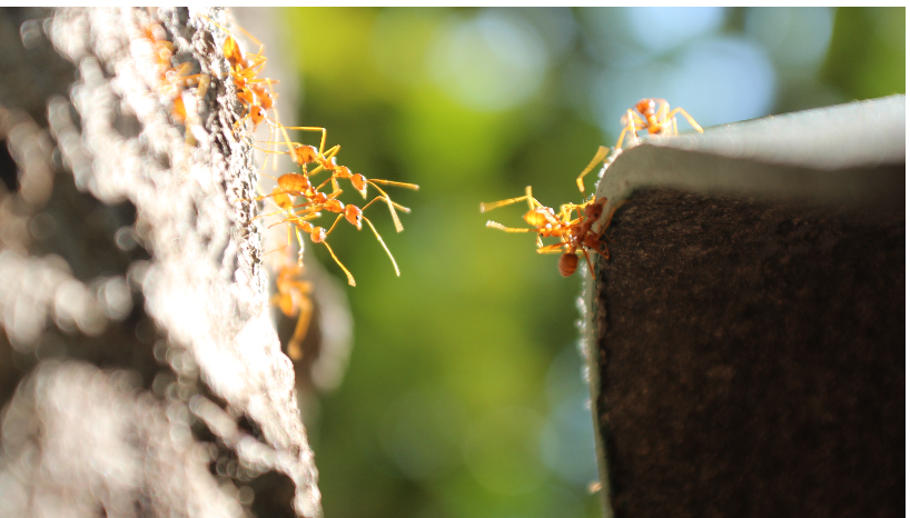Au-delà des divisions. CURE Summer School 2026 (Lac de Côme, Italie)