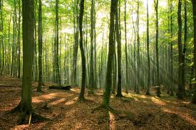 156 arbres font une forêt